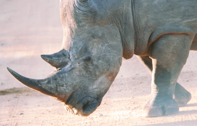 Rhinozerus in Botswana